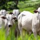 A companhia é a única entre os frigoríficos a subir de posição neste que é o principal índice global que analisa práticas de bem-estar de animais de fazenda