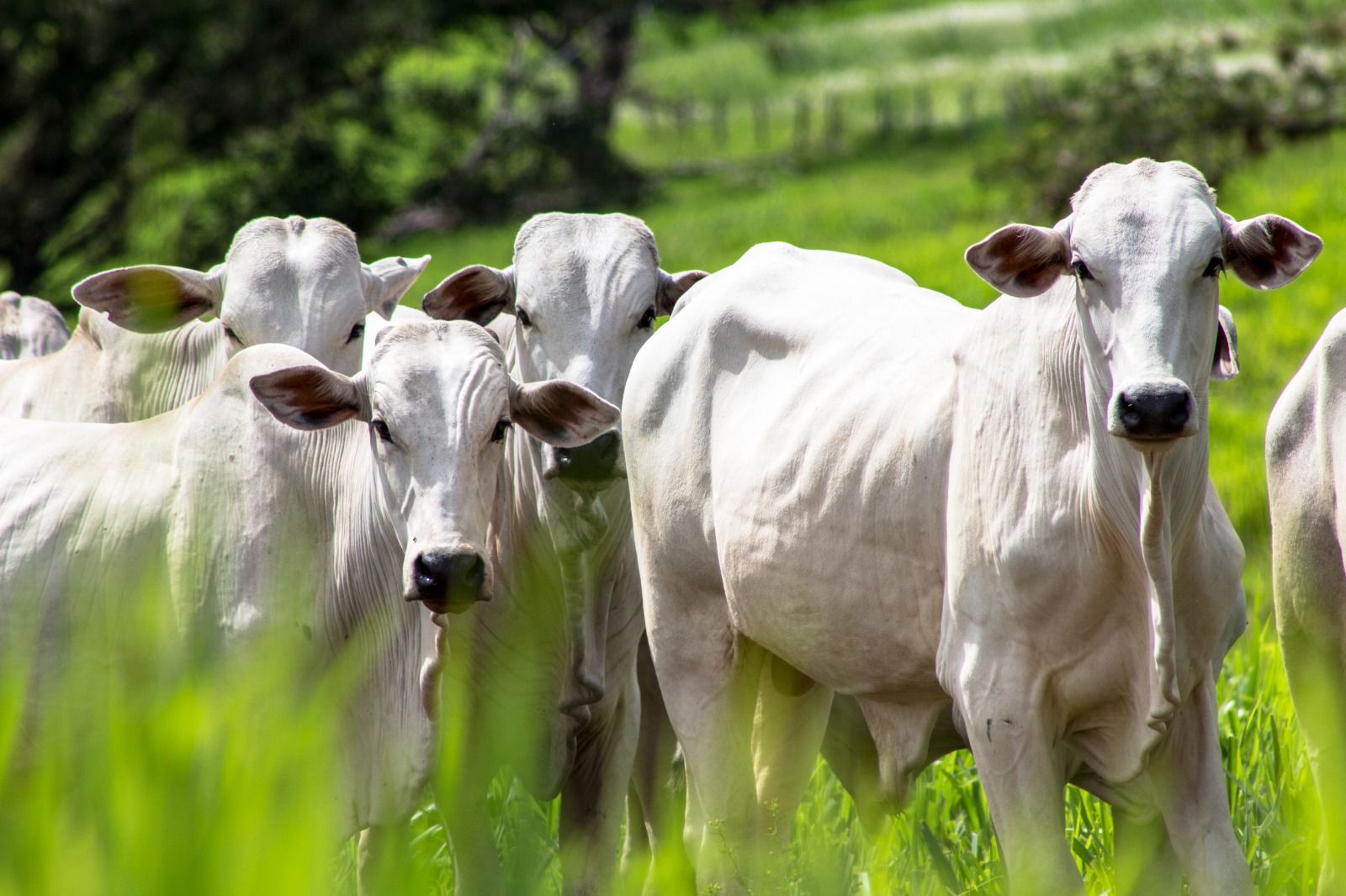 A companhia é a única entre os frigoríficos a subir de posição neste que é o principal índice global que analisa práticas de bem-estar de animais de fazenda